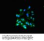RGL2 Antibody