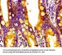 RGS1 Antibody