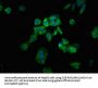 RGS1 Antibody