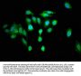 RGS6 Antibody
