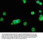 RHOB Antibody