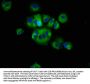 RHOD Antibody