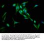 RIN1 Antibody