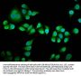 RIN3 Antibody