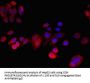 RLBP1 Antibody