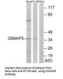 GIMAP5 Antibody