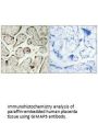 GIMAP5 Antibody