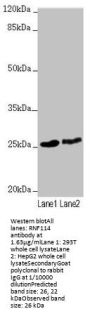 RNF114 Antibody