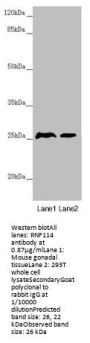 RNF114 Antibody