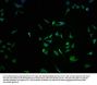 RNF122 Antibody