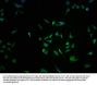 RNF122 Antibody