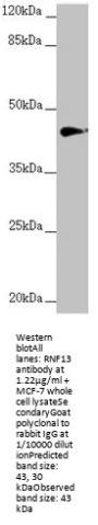 RNF13 Antibody
