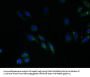 RNF183 Antibody