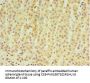 RNF212 Antibody