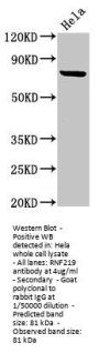 RNF219 Antibody