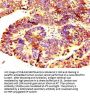 RNF219 Antibody