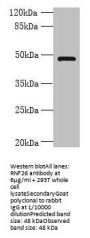 RNF26 Antibody