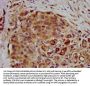RNF39 Antibody