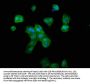 RNF39 Antibody