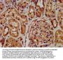 RNF7 Antibody