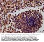 RNF7 Antibody