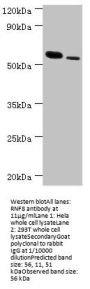 RNF8 Antibody