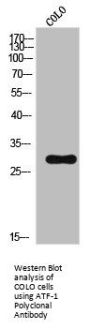 ATF1 Antibody