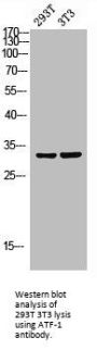 ATF1 Antibody