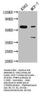 PTBP3 Antibody
