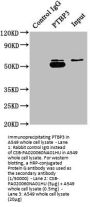 PTBP3 Antibody