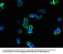 ROMO1 Antibody