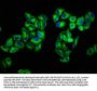 ROS1 Antibody
