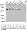 RPA1 Antibody