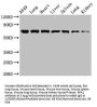 RPA1 Antibody
