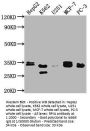 RPIA Antibody