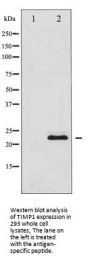 TIMP1 Antibody
