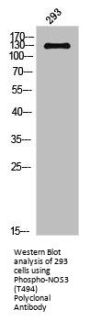 Phospho-NOS3 (T494) Antibody