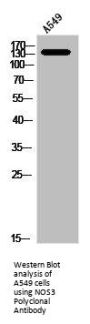 NOS3 Antibody