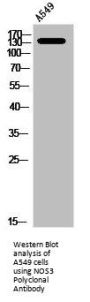 NOS3 Antibody