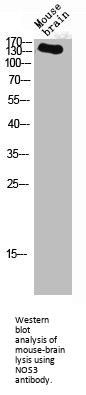 NOS3 Antibody