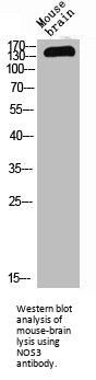NOS3 Antibody