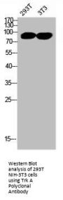 NTRK1 Antibody