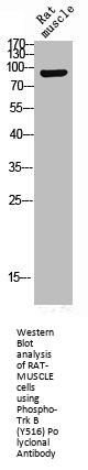 Phospho-NTRK2 (Y516) Antibody