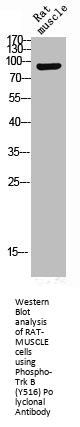 Phospho-NTRK2 (Y516) Antibody
