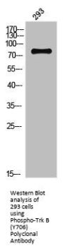 Phospho-NTRK2 (Y706) Antibody