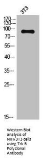 NTRK2 Antibody