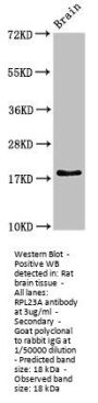 RPL23A Antibody