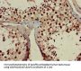 RPL23A Antibody