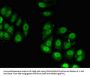 RPL23A Antibody
