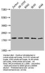 RPL24 Antibody